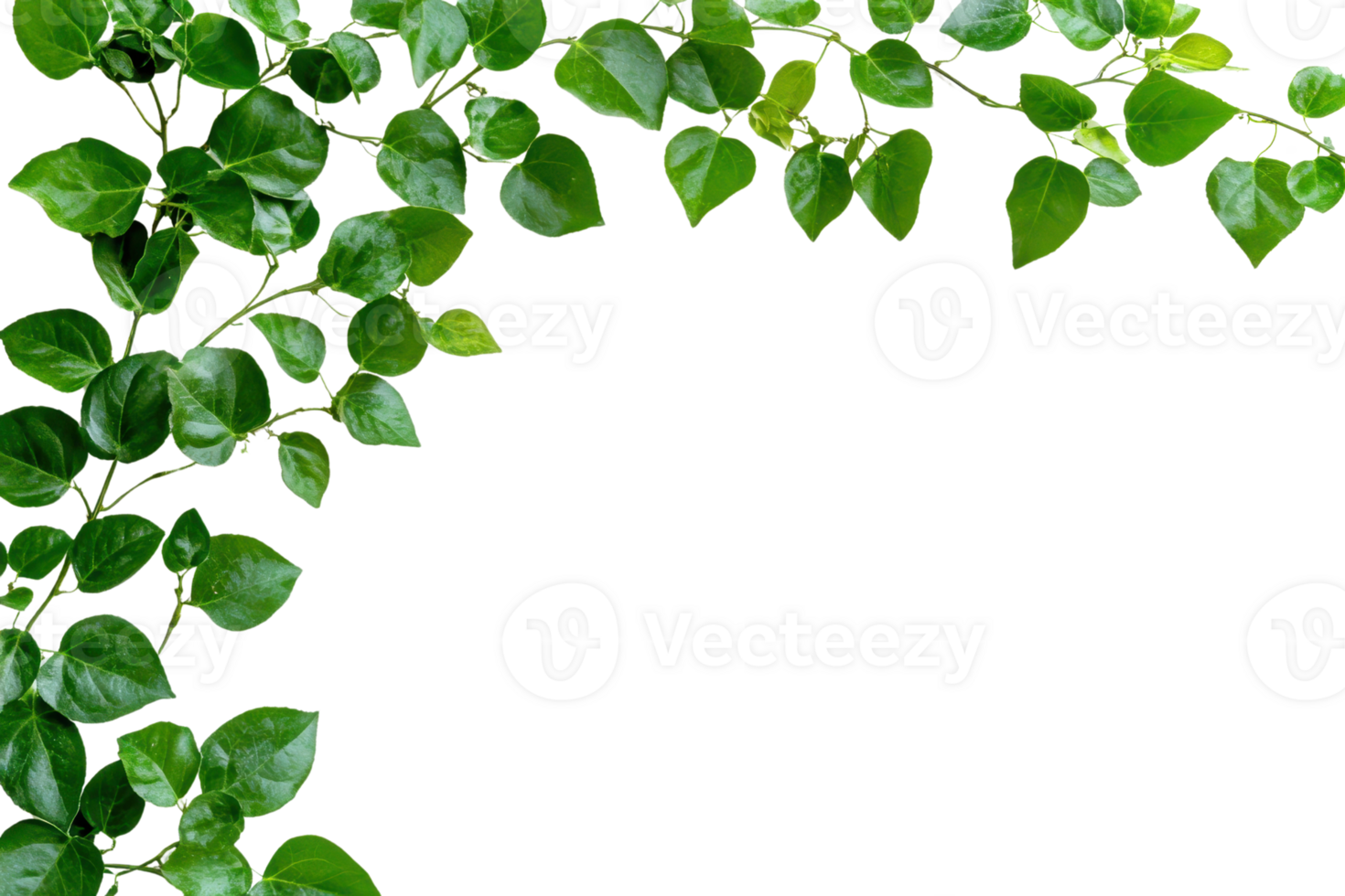 Lush green foliage forming a natural frame with vibrant, glossy leaves against a transparent background, perfect for design elements and backgrounds. png