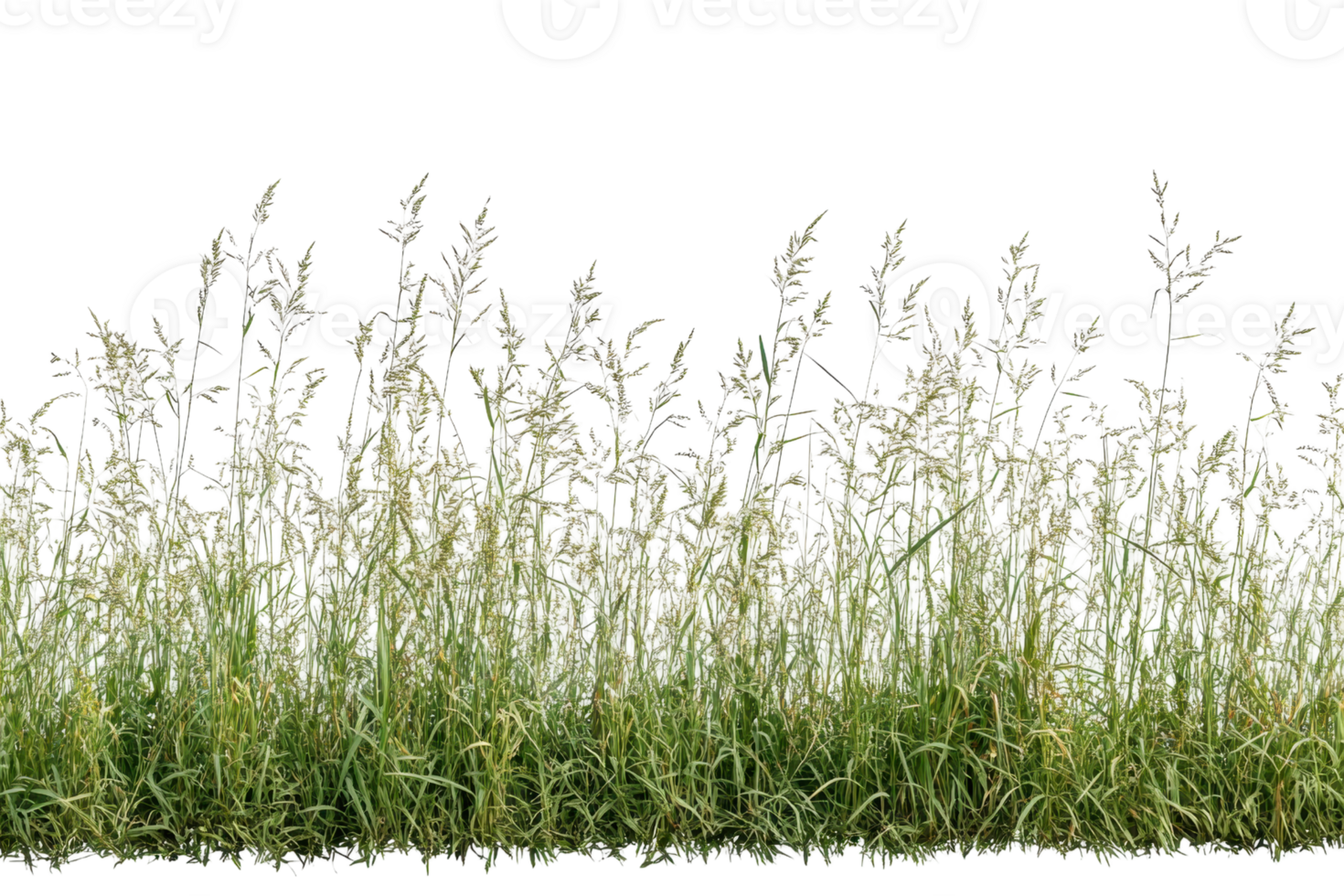 A close-up of tall, wild grass in a field, with delicate seed heads swaying gently in the breeze. png