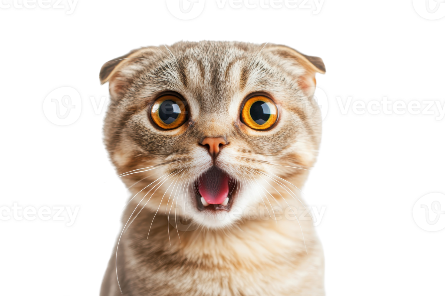 Close-up of a surprised Scottish Fold cat with big round eyes and open mouth, expressing shock or amazement. png