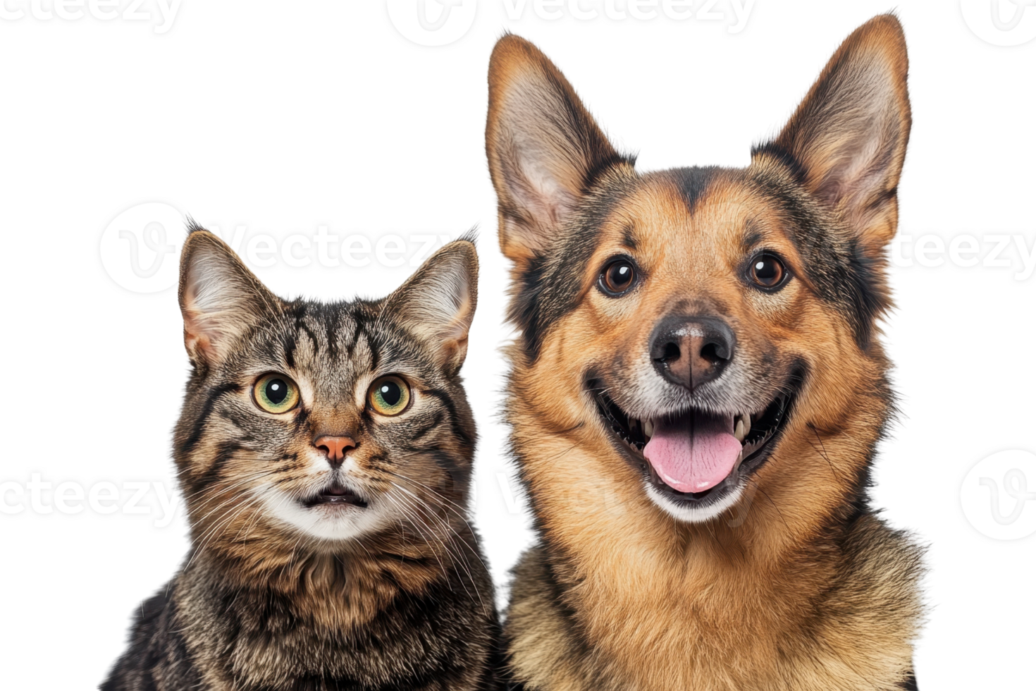 Close-up of a happy dog and curious cat sitting together, showcasing their unique expressions and the bond between pets. png
