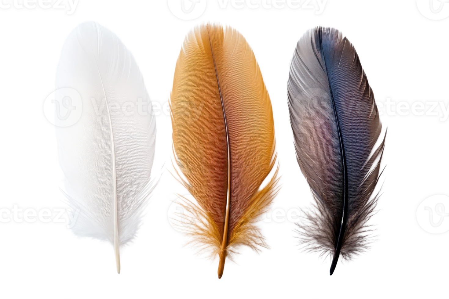 Close-up of three colorful feathers, arranged in a row - white, brown, and gray. Ideal for nature, texture, and background concepts. png