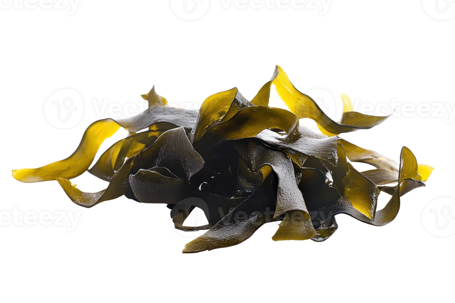 Close-up of fresh seaweed with vibrant colors, perfect for culinary and nutritional uses. High-quality image ideal for health, food, or natural themes. png