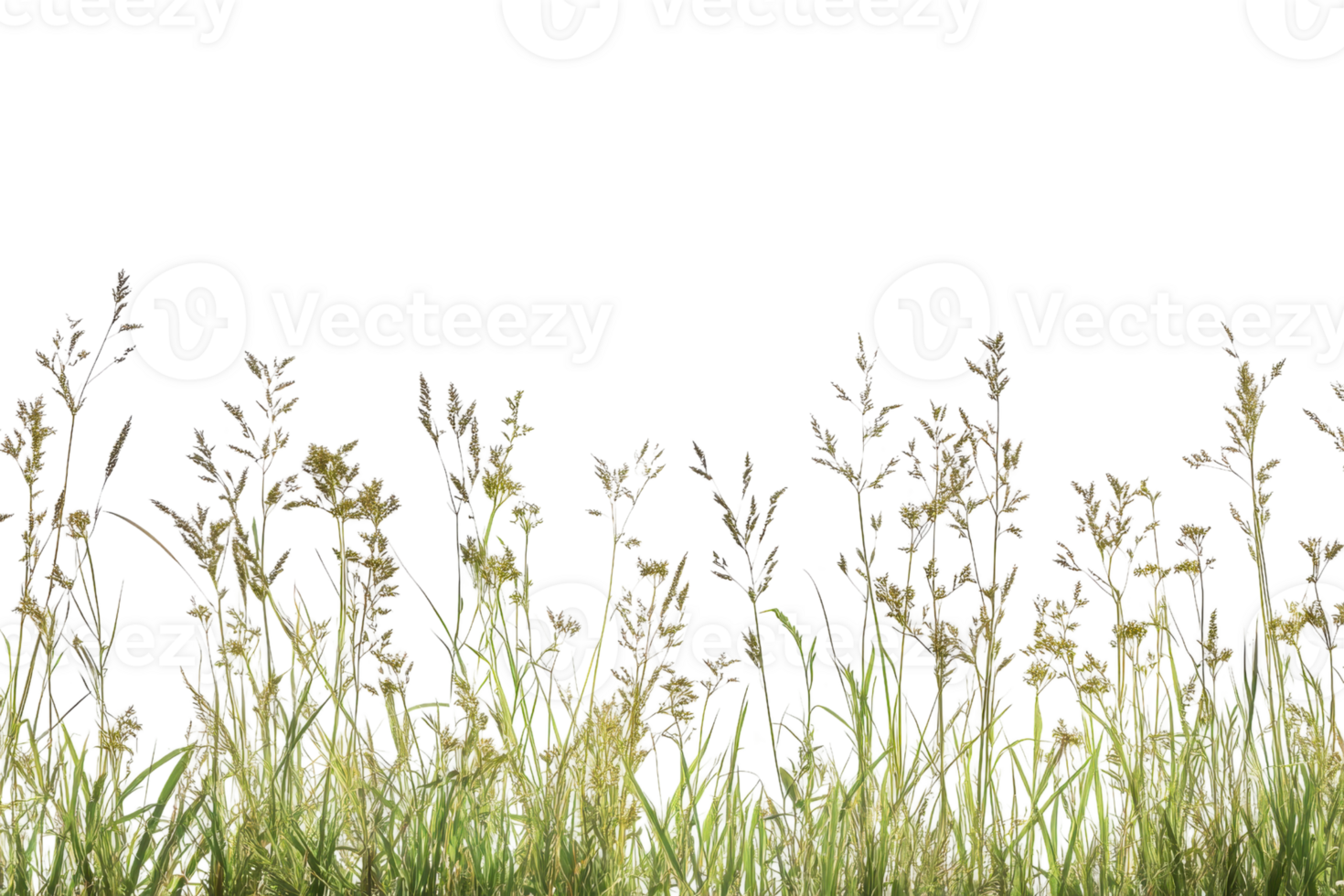 Close-up of wild grass against a transparent background, perfect for nature-themed designs and projects. Ideal for seasonal and outdoor visuals. png