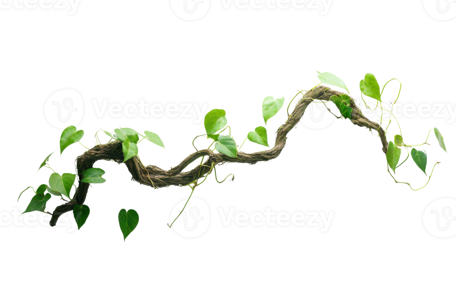 Close-up image of a twisting green vine with small leaves, isolated on a transparent background. Perfect for nature-themed designs and projects. png