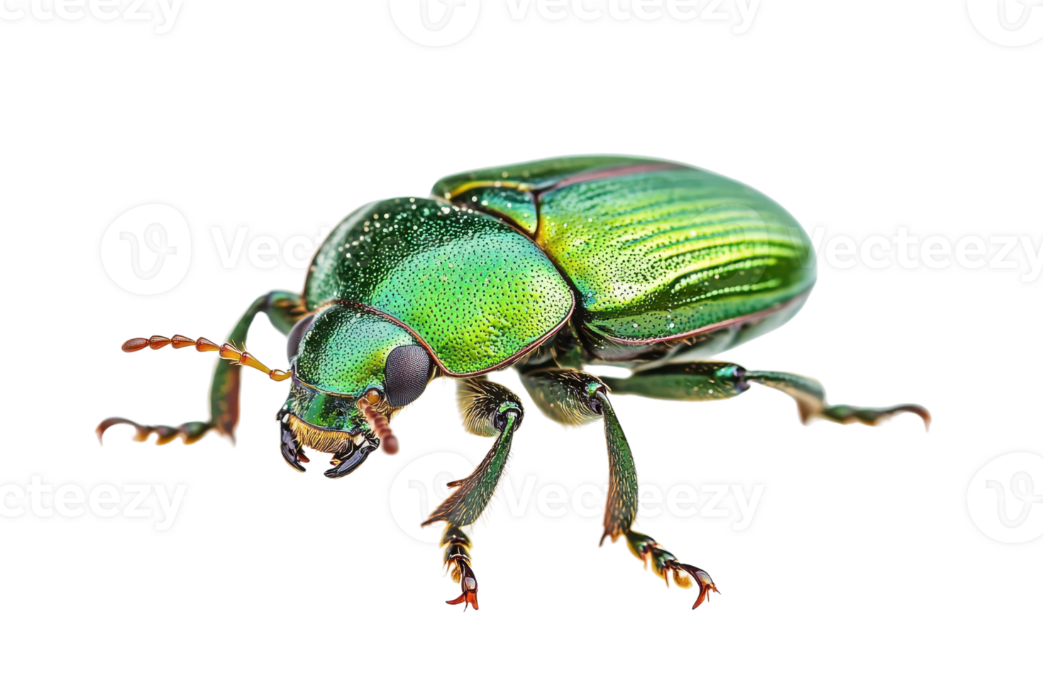Close-up of a shiny green beetle with iridescent exoskeleton isolated on transparent background. Detailed insect macro showcasing its vibrant colors. png