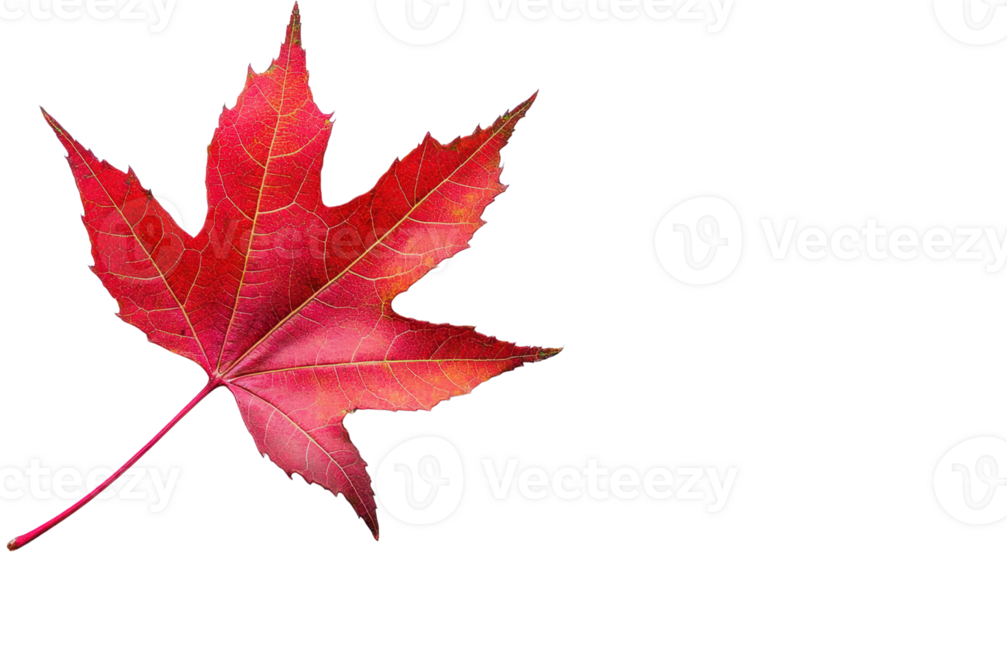 Vibrant red maple leaf on a stark transparent background. perfect for autumn-themed designs and seasonal graphics. png
