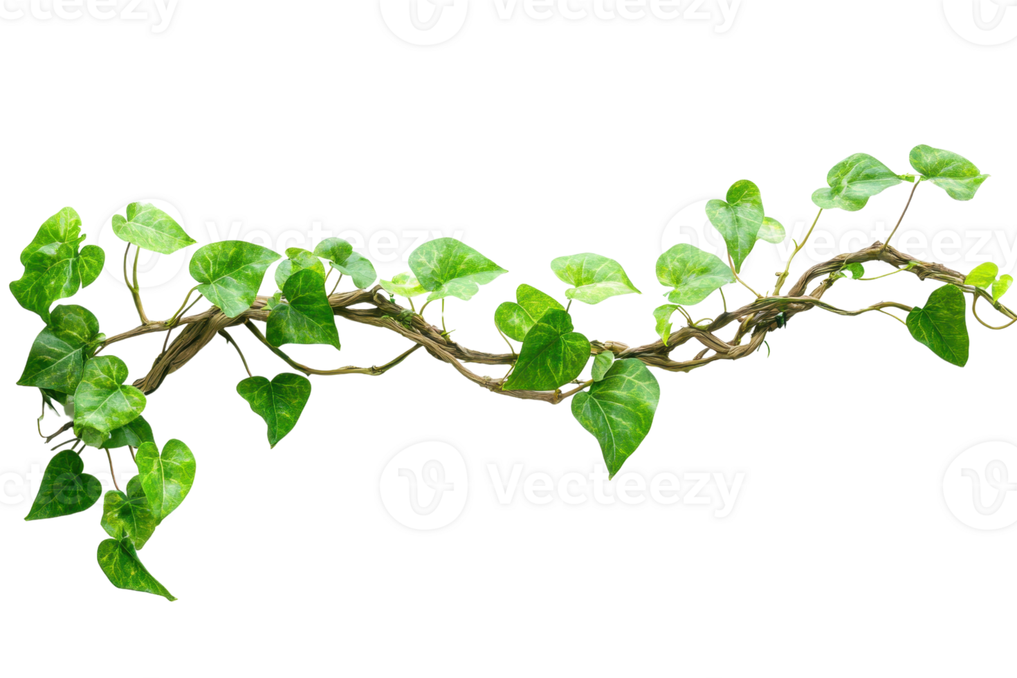 Green ivy vine isolated on a transparent background. showcasing lush leaves and natural beauty, perfect for botanical and nature-themed projects. png