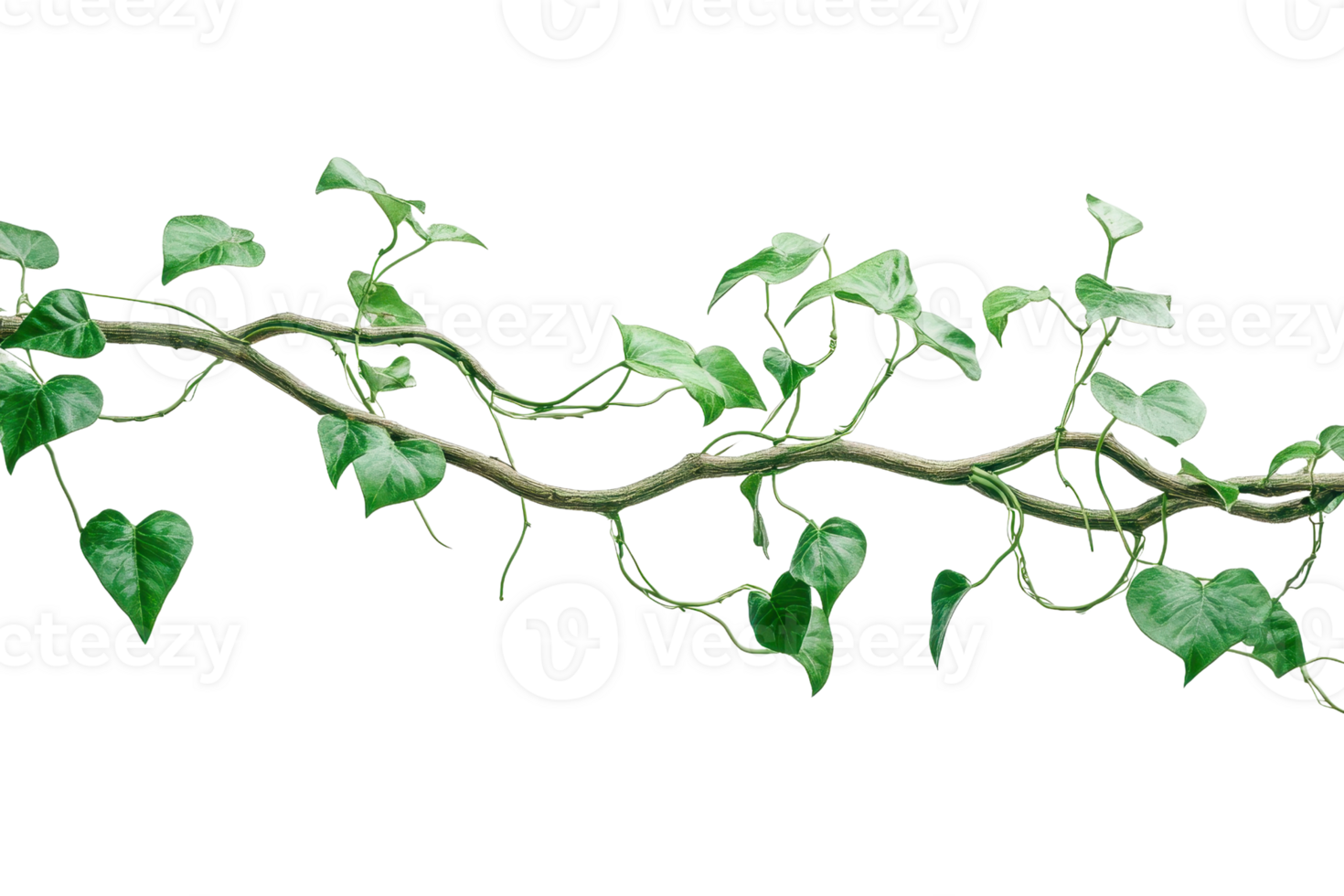 Vibrant green ivy vine isolated on transparent background. perfect for nature projects, botanical designs, and decorative elements. png