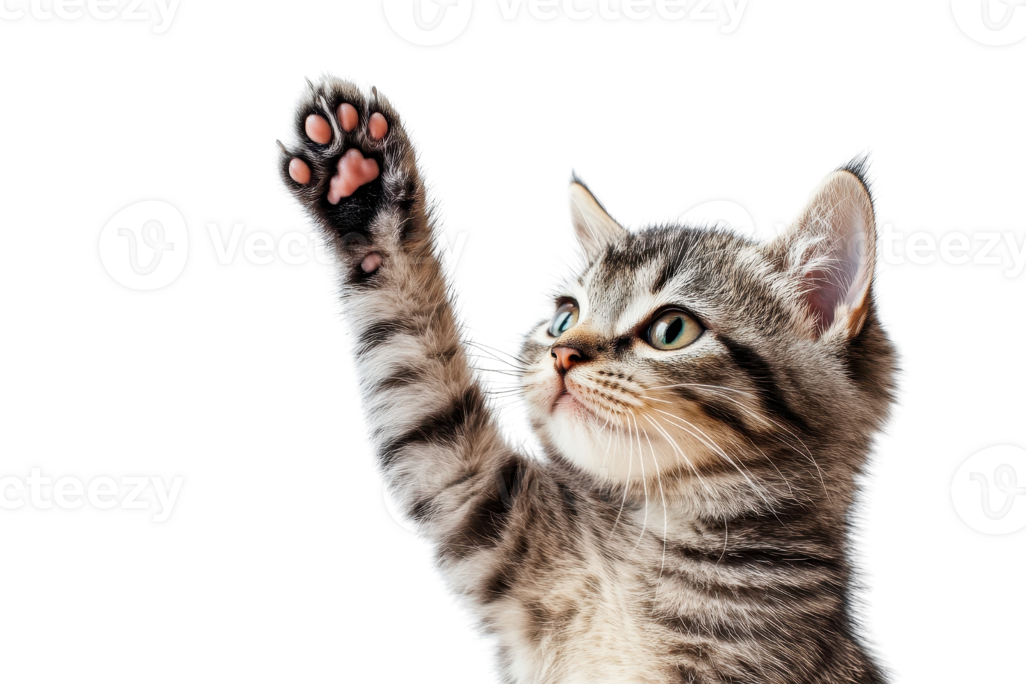 Cute tabby kitten raising its paw isolated on transparent background. Adorable young cat with playful gesture, ready for commercial use. png
