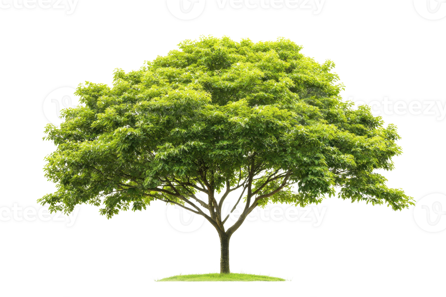 Beautiful lush green tree isolated on transparent background. showcasing nature's splendor and vibrant foliage. png