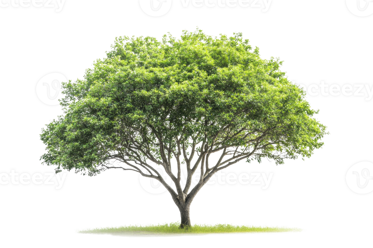 A lush green tree with a wide canopy, isolated on a transparent background. Ideal for nature and environmental themes. png