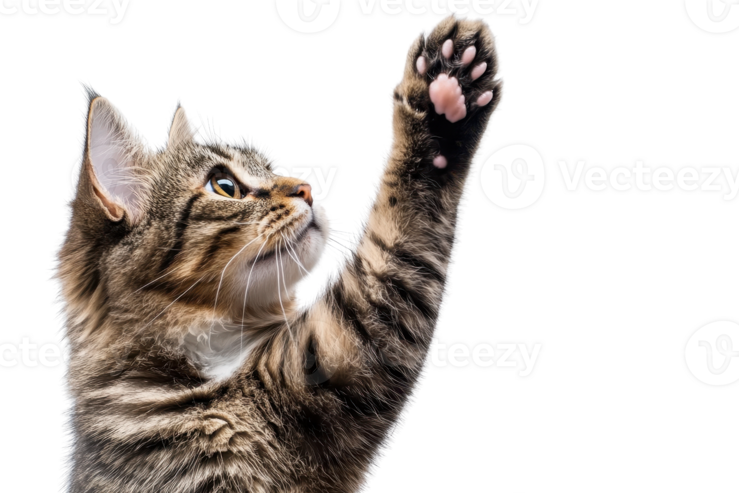 Close-up of playful tabby cat reaching out with paw. Isolated on transparent background. perfect for pet-themed designs or cat lover content. png