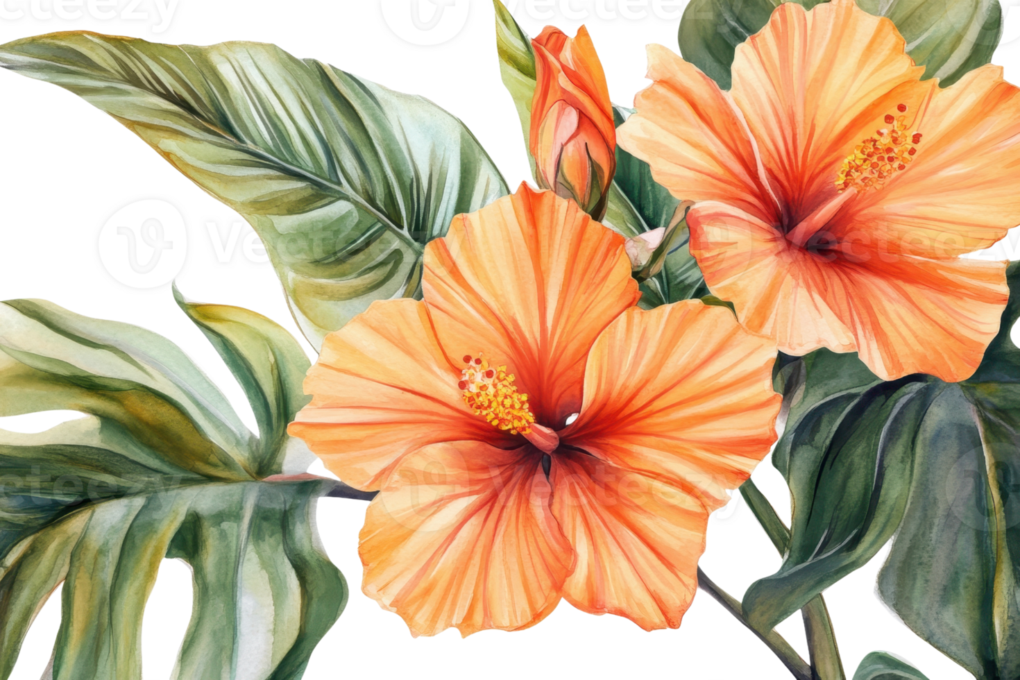 Beautiful watercolor painting of vibrant orange hibiscus flowers with lush green leaves, ideal for decor or design projects. png