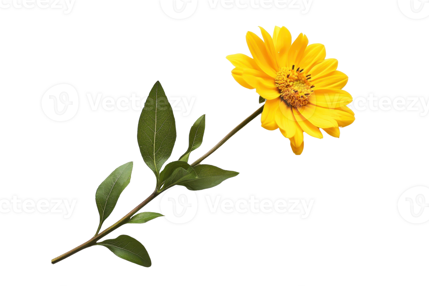 Bright yellow flower with green leaves isolated on a transparent background. perfect for nature, spring, and botanical themes. png