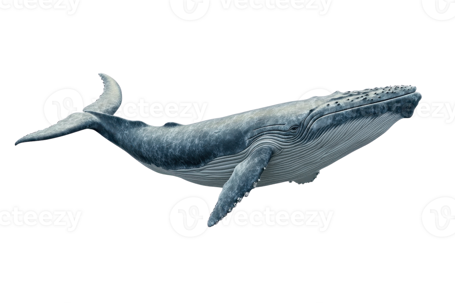 High-resolution image of a majestic blue whale swimming. Perfect for educational content, marine biology, and wildlife stock photos. png