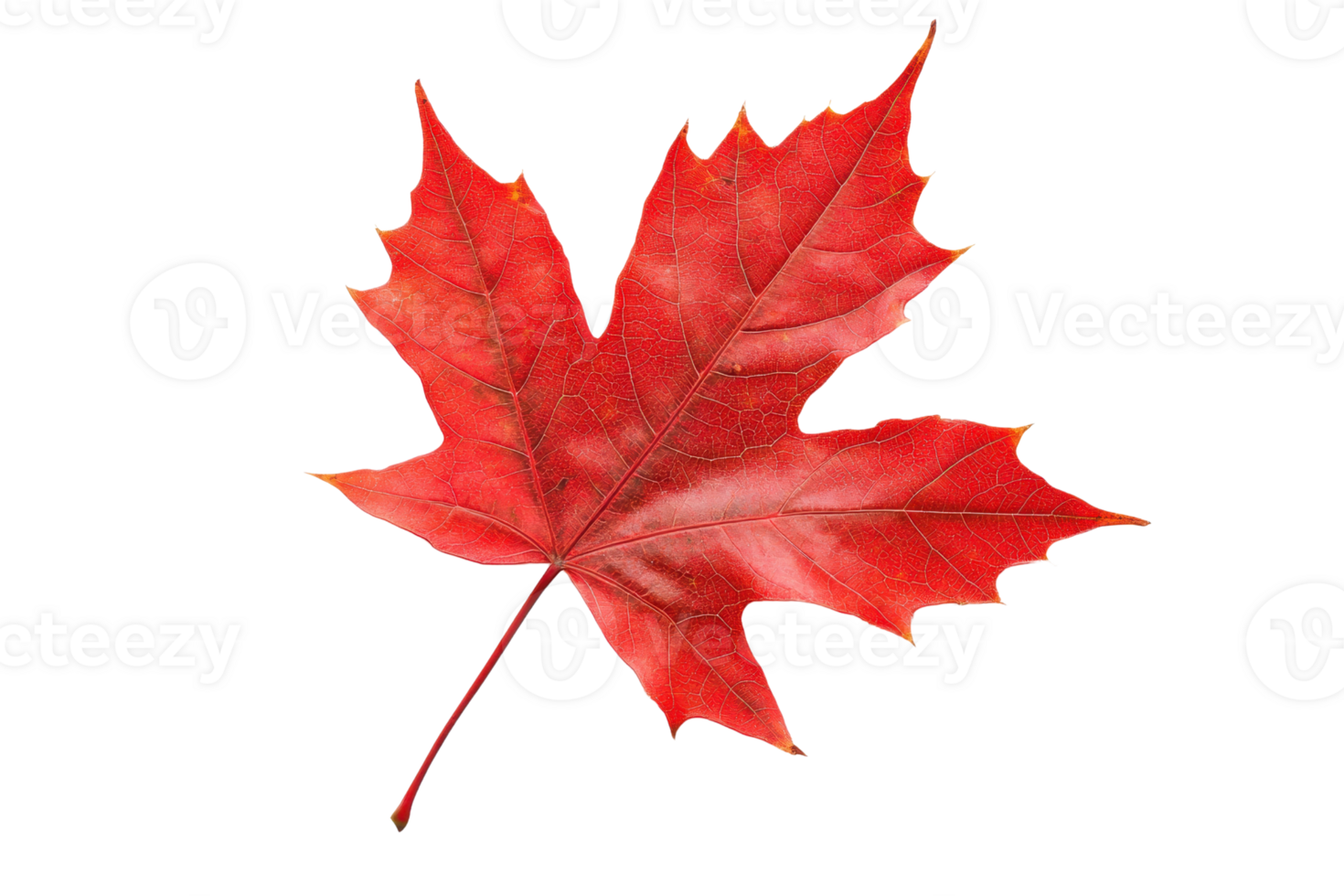 Close-up of a vibrant red autumn maple leaf with detailed veins, isolated on a transparent background. symbolizing seasonal change. png