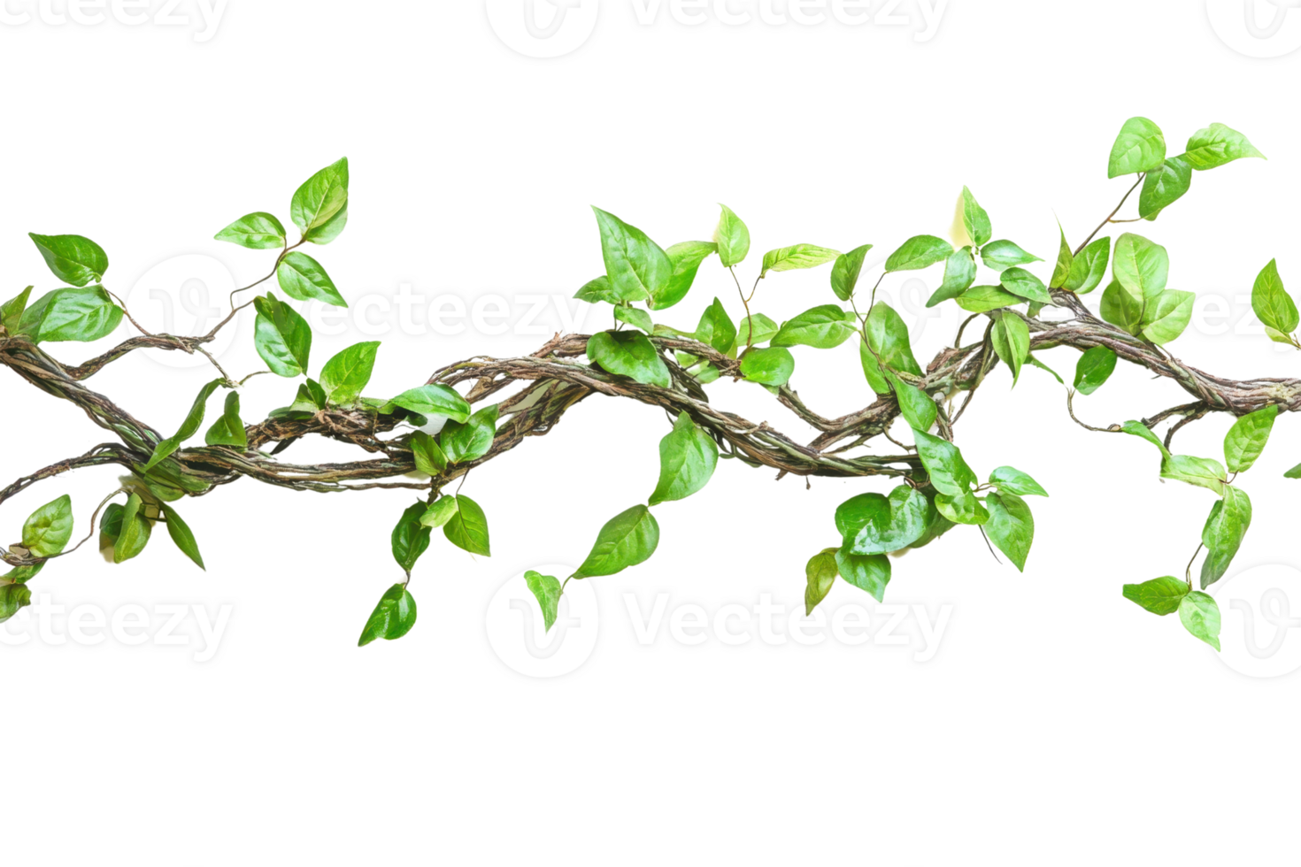 Green vine with lush leaves isolated on a transparent background. Perfect for nature and botanical themed designs and projects. png