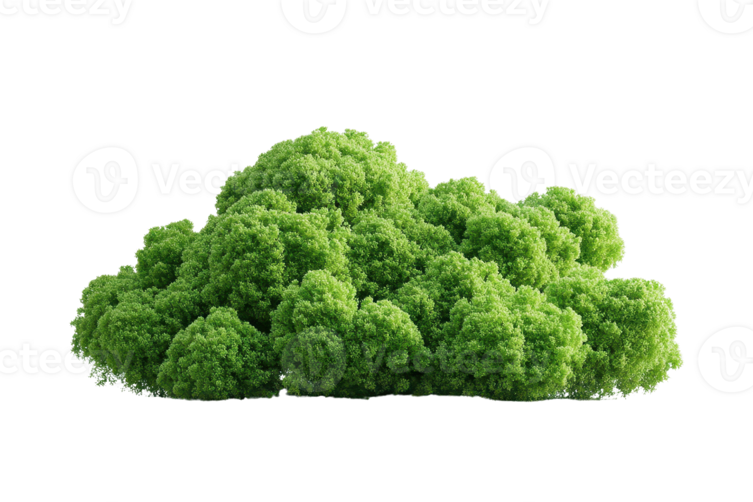 Fresh green broccoli isolated on a transparent background. Perfect for healthy food, vegan, vegetarian, and diet concepts. png