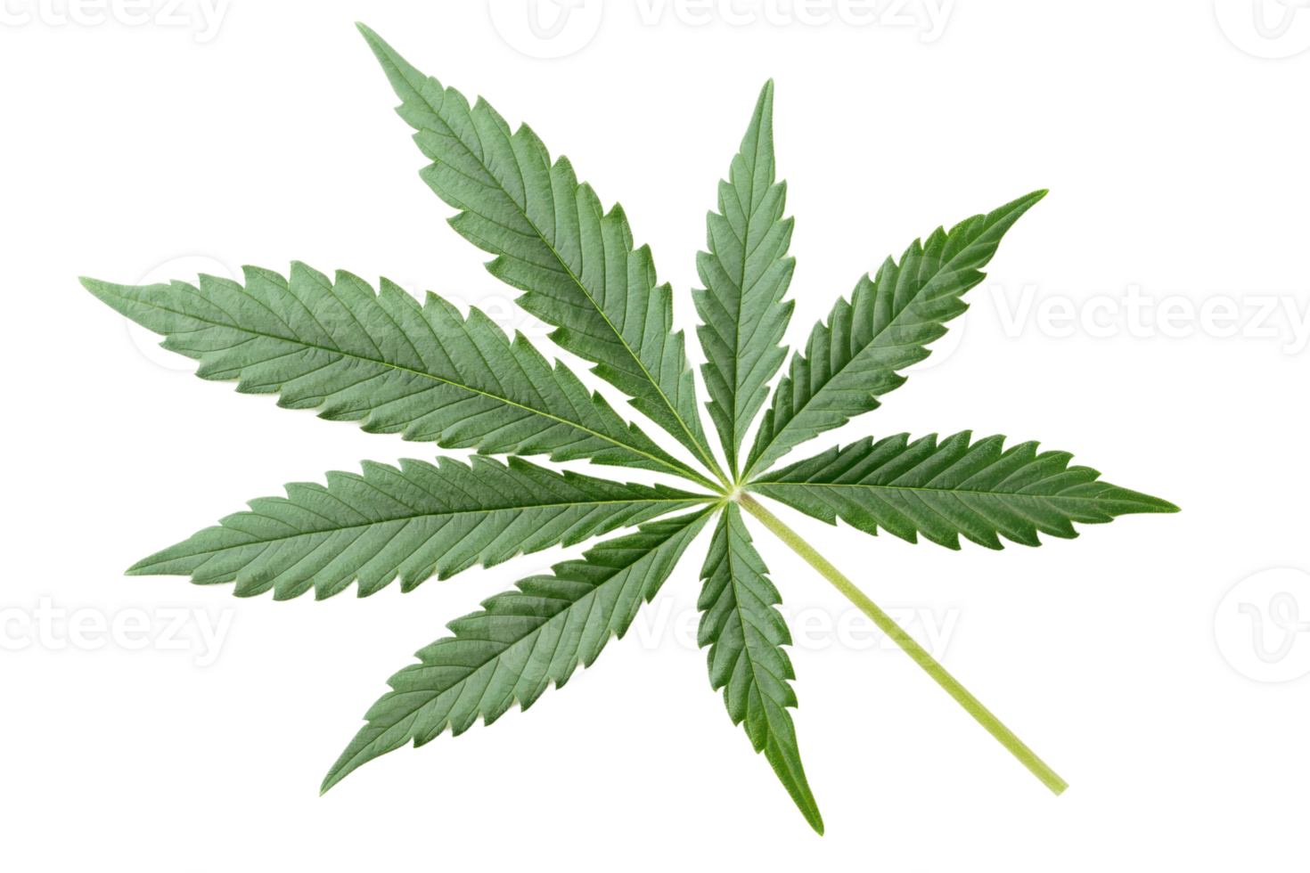 High-resolution image of a single cannabis leaf isolated on a transparent background. showcasing its characteristic shape and texture. png