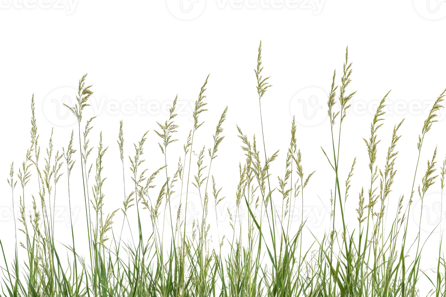 Green grass with seed heads against a transparent background. perfect for nature and garden-related projects. png