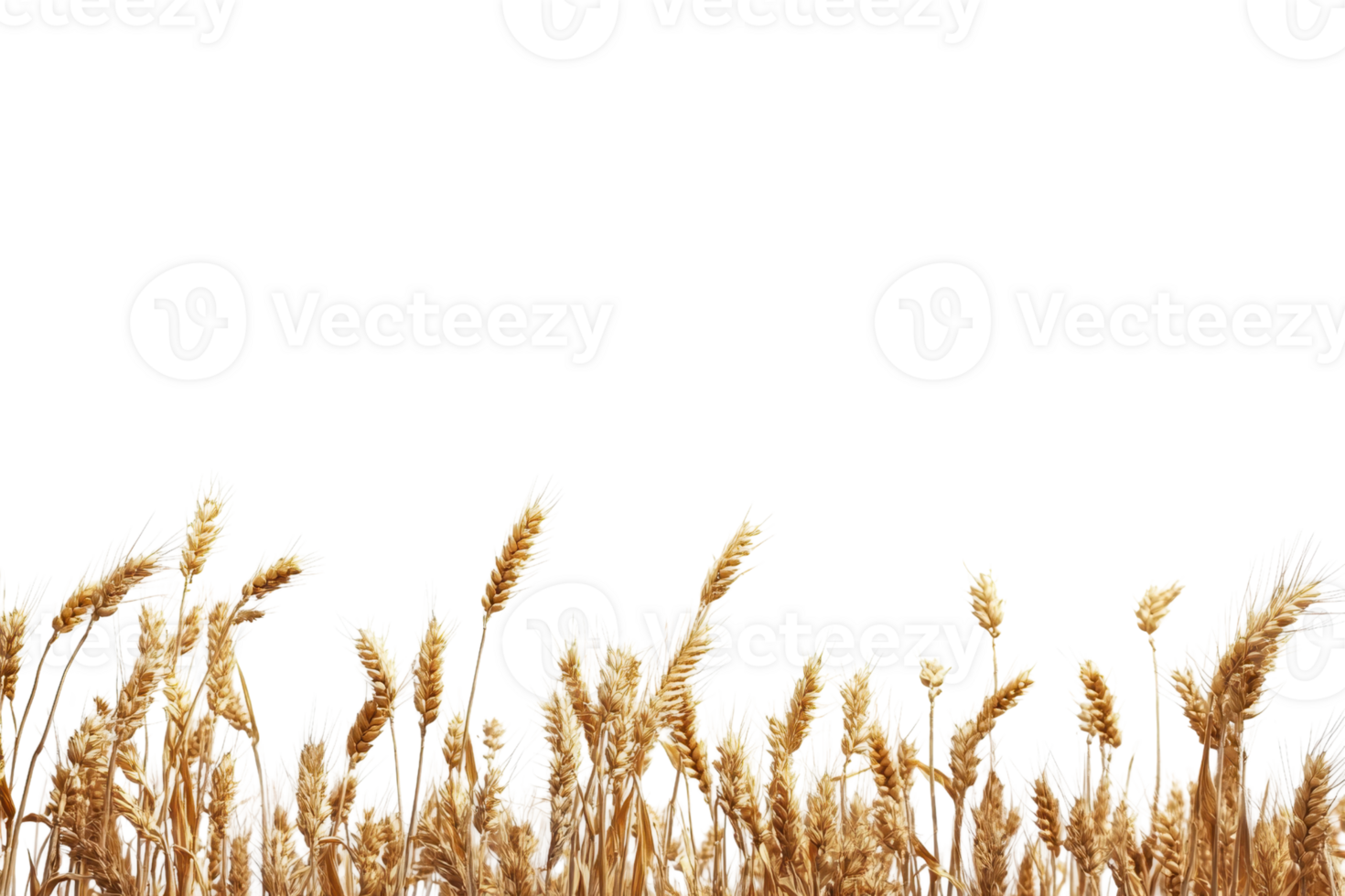Golden wheat field against a transparent background. highlighting the rich grain harvest and agricultural beauty. png