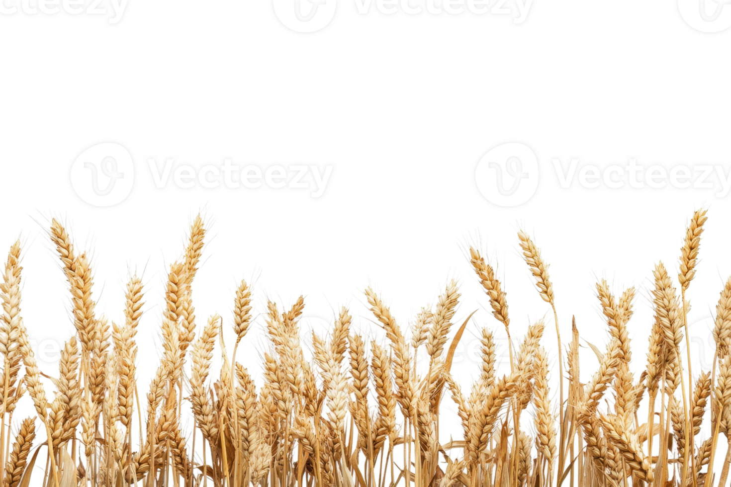 Golden wheat field isolated on transparent background. Perfect for agricultural, farming, and cereal-related themes. png