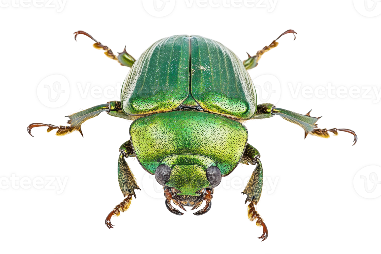 High-resolution image of a vibrant green beetle isolated on a transparent background. showcasing detailed features and vivid colors. png