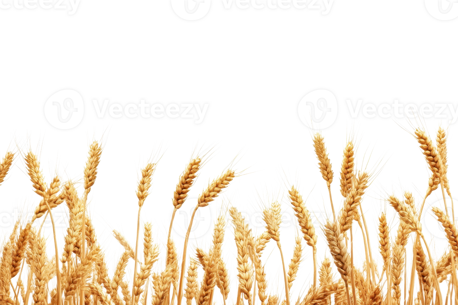 Golden wheat field against a clear sky. Ideal for agricultural themes and background designs. png