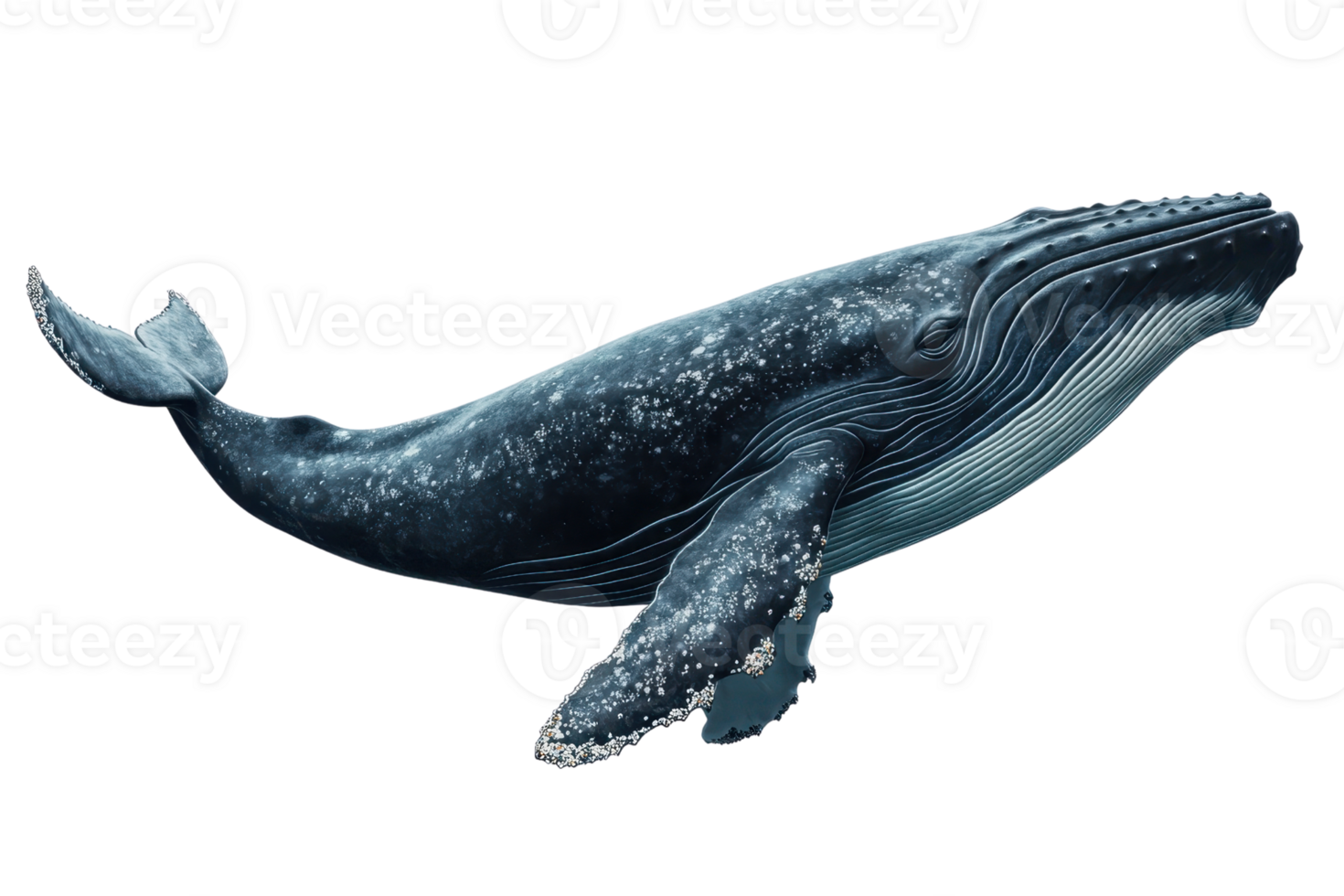Majestic blue whale swimming gracefully in the ocean, showcasing its immense size and beautiful details of its skin and fins. png