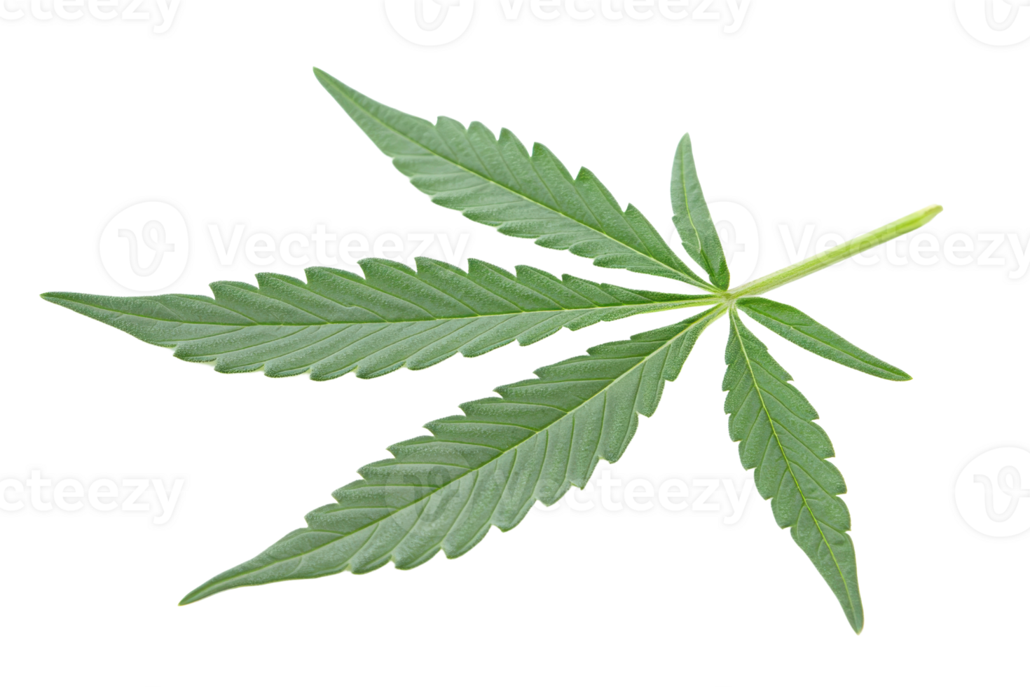 Close-up of a single hemp leaf on a transparent background. showcasing its natural green color and unique leaf structure. png