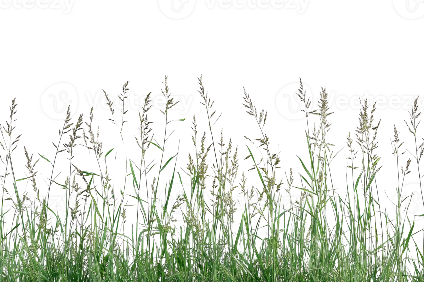 Close-up of tall grass swaying in the wind, showing the beauty and simplicity of nature in a serene outdoor setting. png