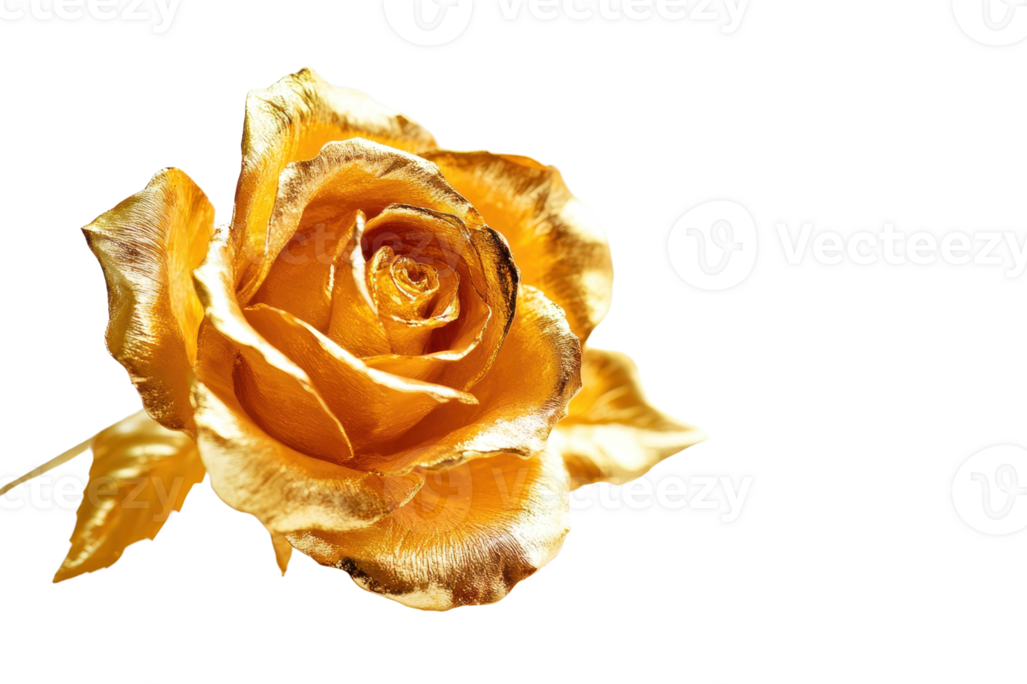 Close-up of a beautiful yellow rose with gold accents on petals, isolated on a transparent background. png
