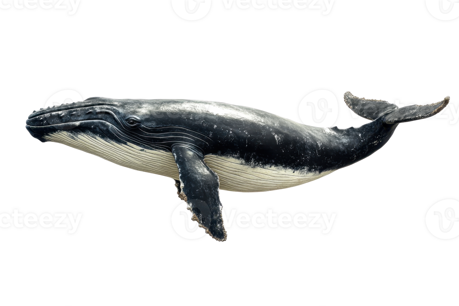 A high-resolution image of a majestic humpback whale swimming in clean, calm ocean waters, showcasing its distinct features. png
