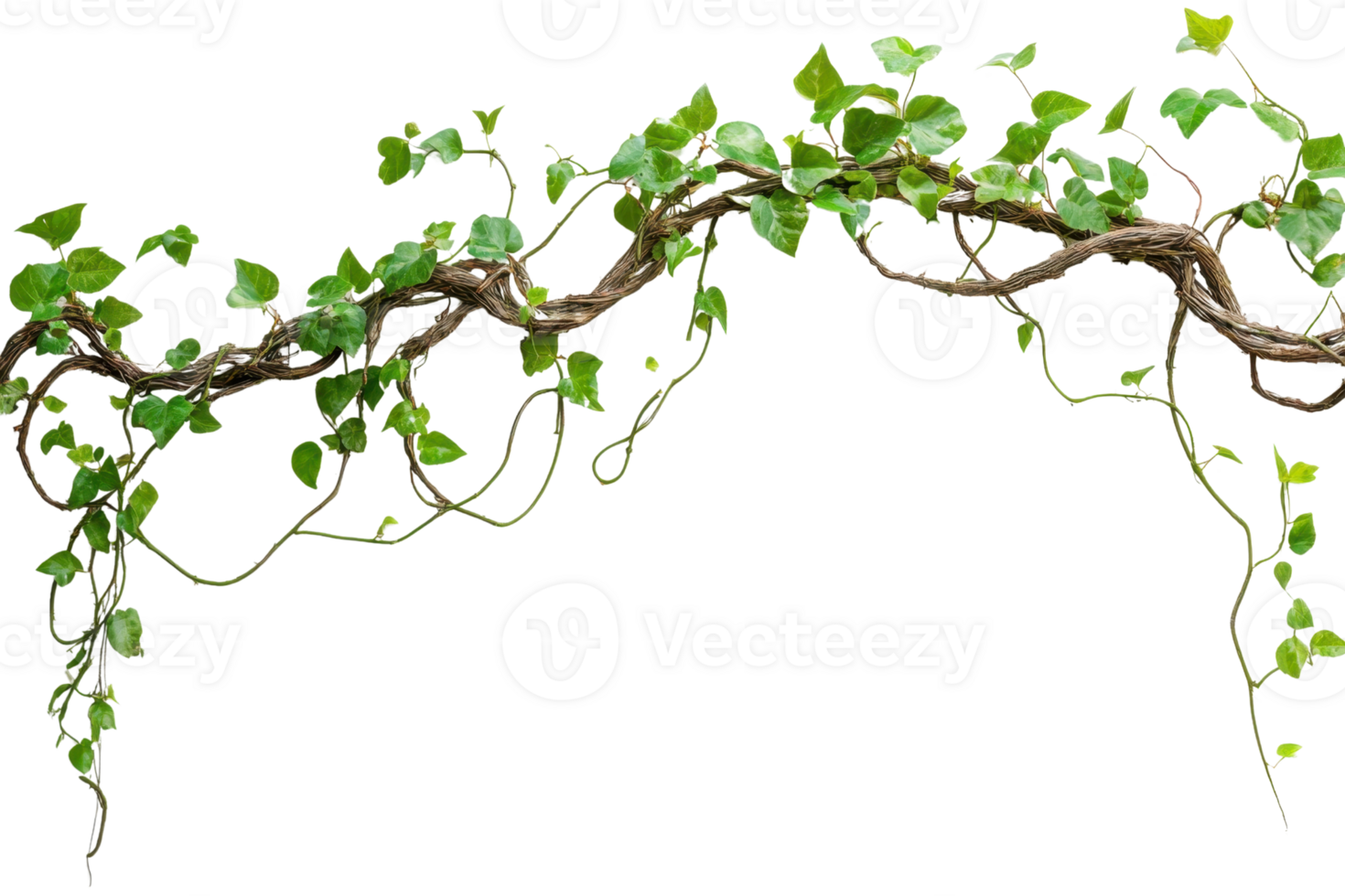 A lush, green vine with twisting branches and leaves, isolated on a transparent background. Perfect for nature-themed, jungle, or garden designs. png