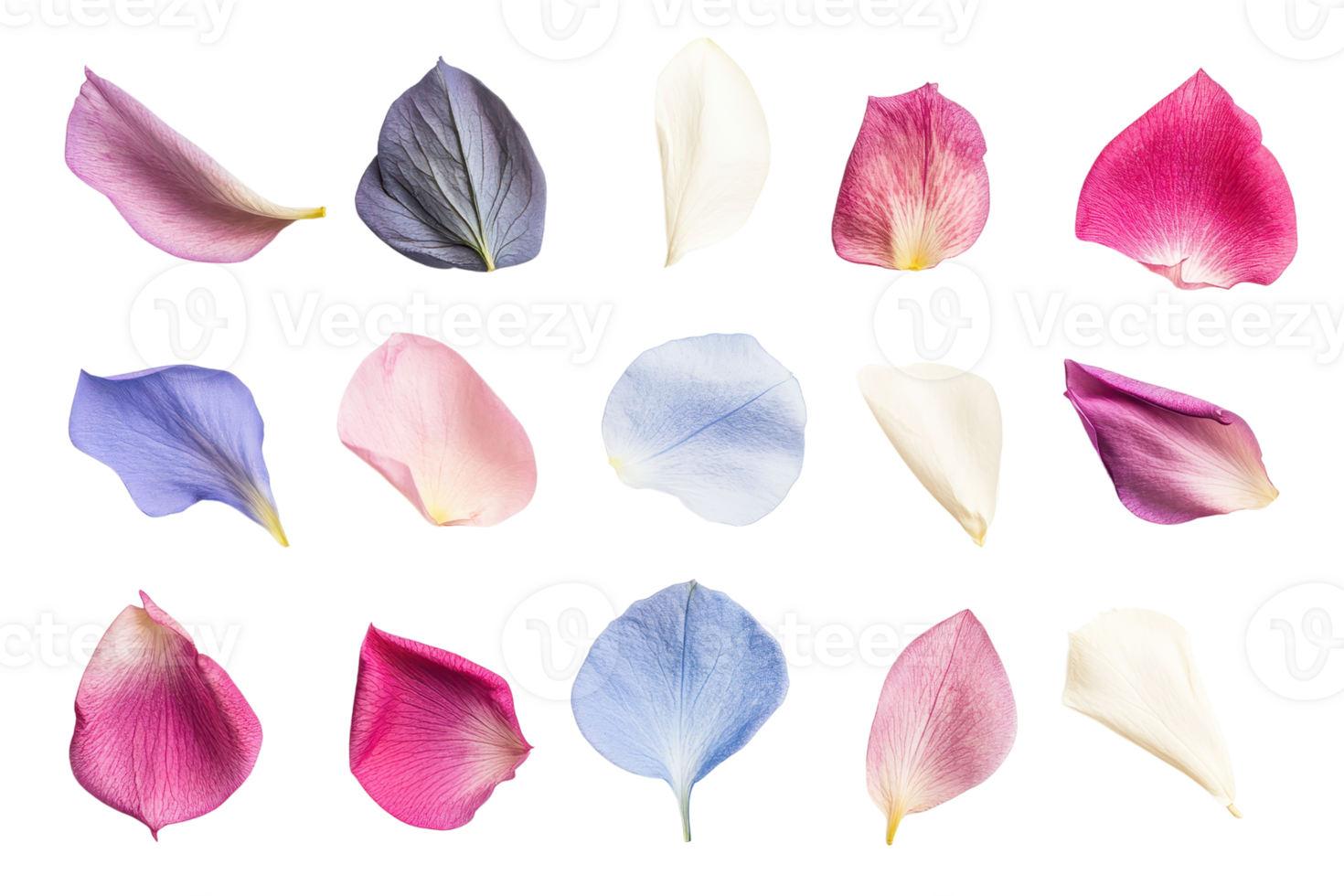 A collection of various colored petals arranged in a neat pattern against a transparent background. showcasing natural beauty and color diversity. png