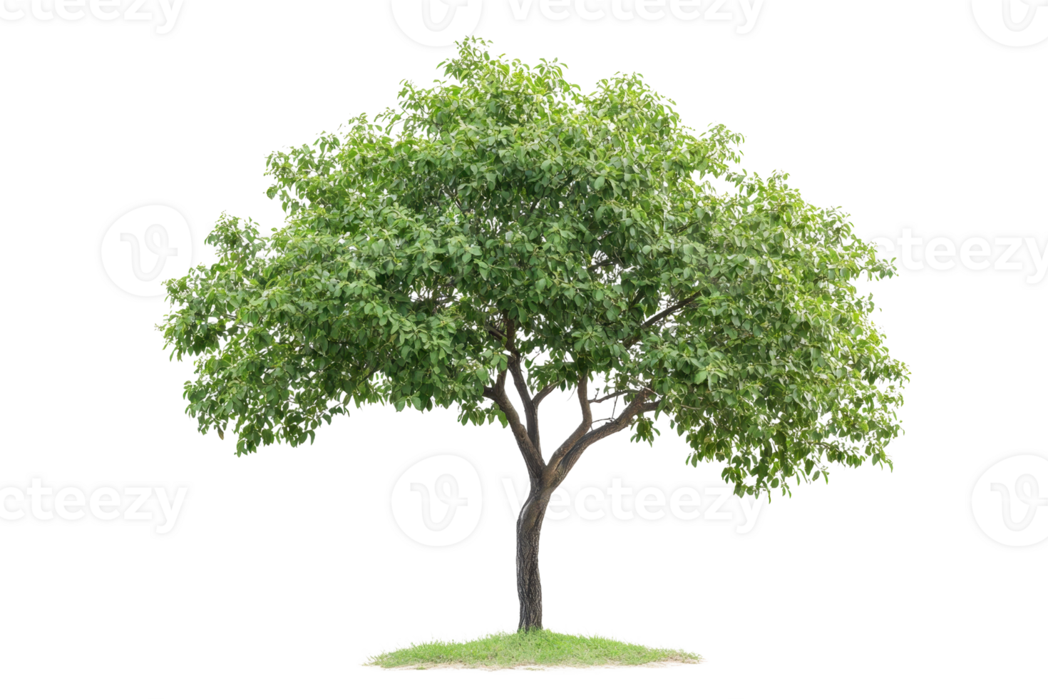 A lush green tree stands on a transparent background. showcasing its full foliage and natural beauty, ideal for various design projects. png