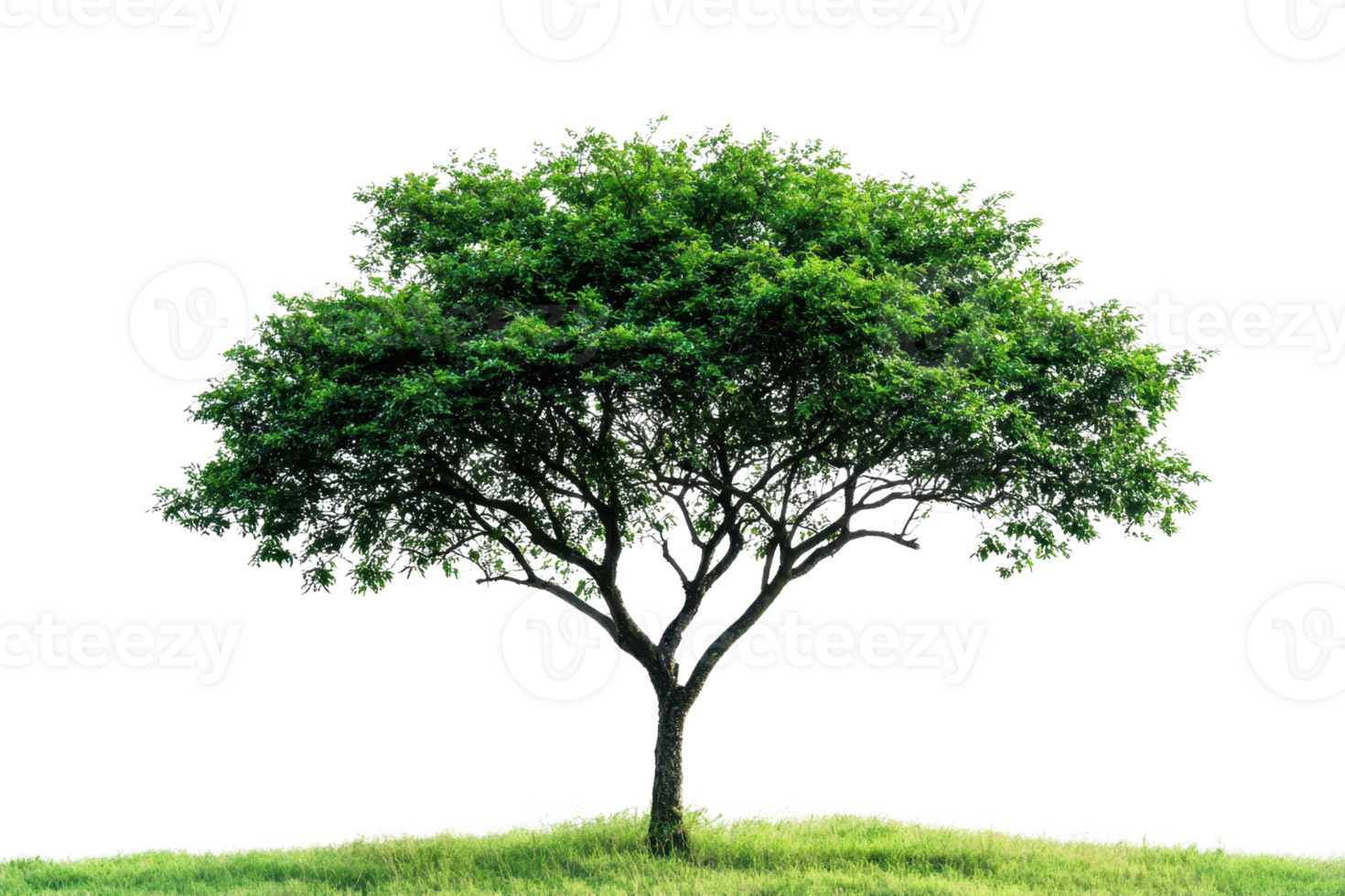 Beautiful solitary tree with lush green foliage standing on a grassy hill on a transparent background. symbolizing nature and growth. png