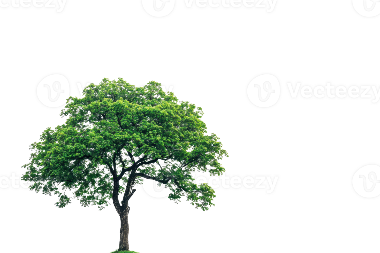 An isolated green tree with a lush canopy set against a transparent background, perfect for design projects and nature-themed graphics. png
