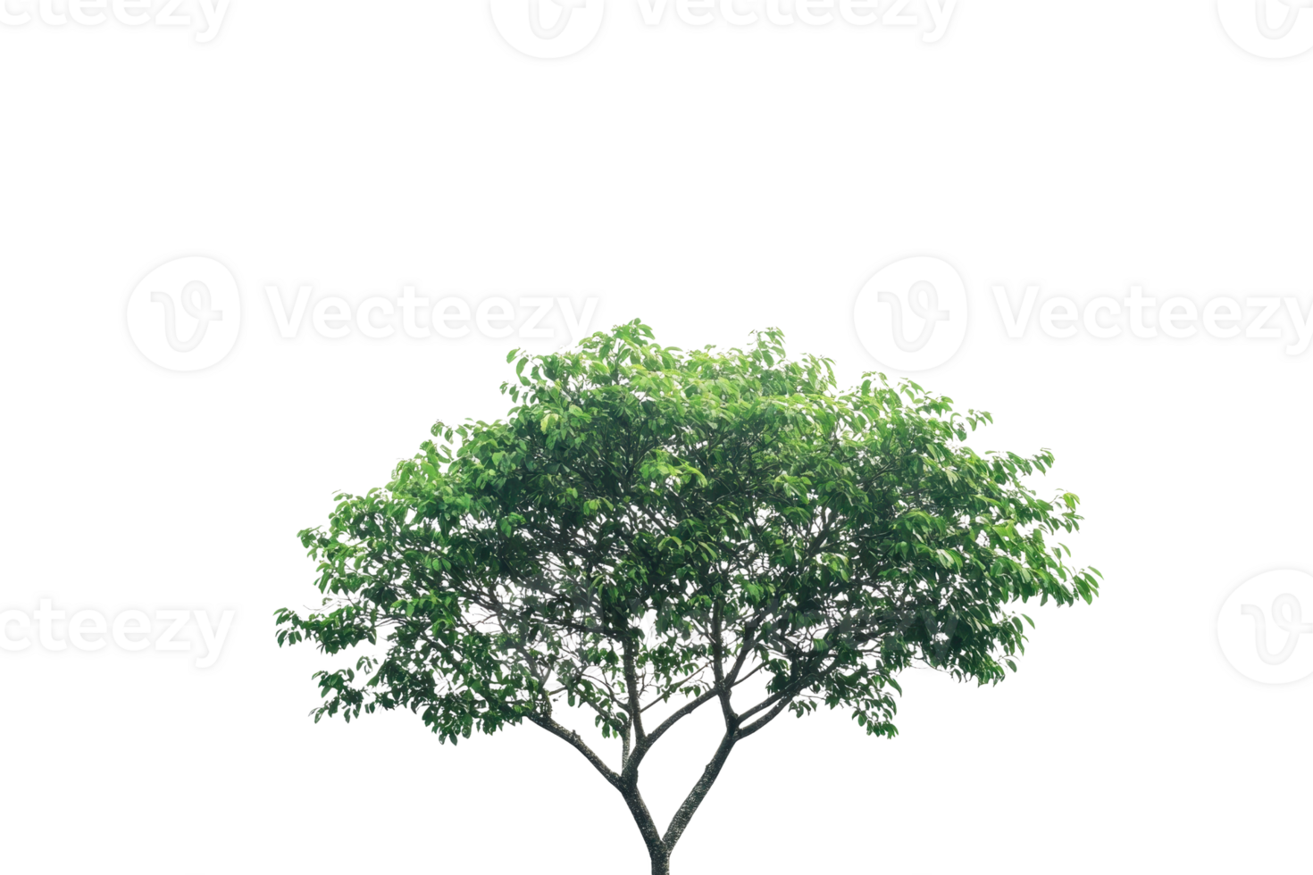 Beautiful isolated green tree with lush foliage and multiple branches against a transparent background, perfect for design projects. png