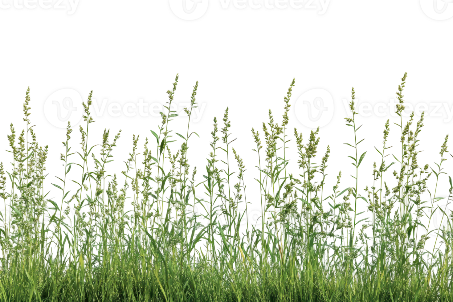 A close-up view of tall wild grass and weeds against a transparent background. ideal for nature and botanical themes. png