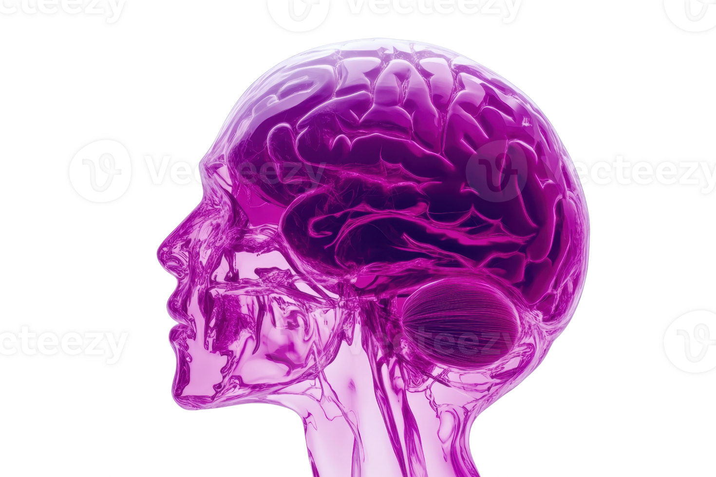 Rendered illustration of a transparent human brain with vibrant purple color, depicting neurological structures and pathways in profile view. png