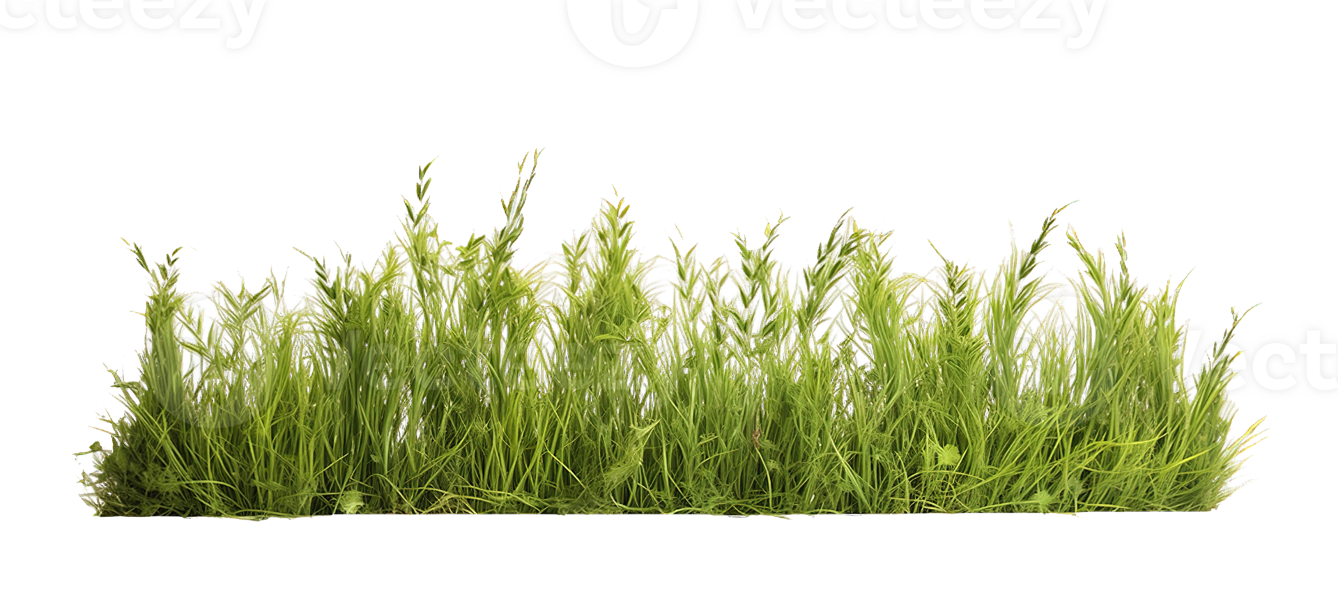 Meadow grass row isolated on transparent background png