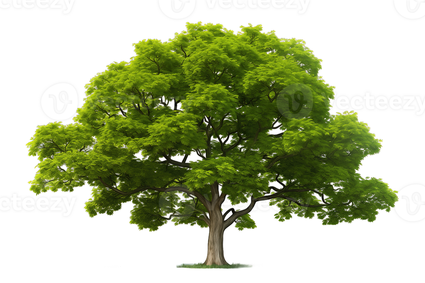 Green tree isolated on transparent background png