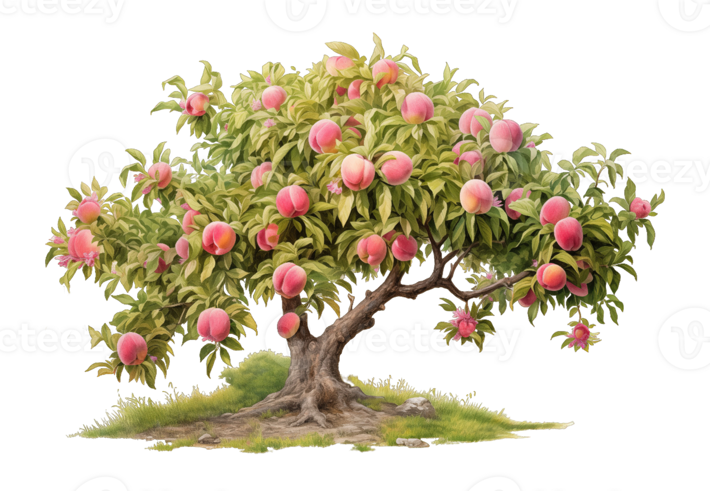 Peach tree isolated on transparent background png