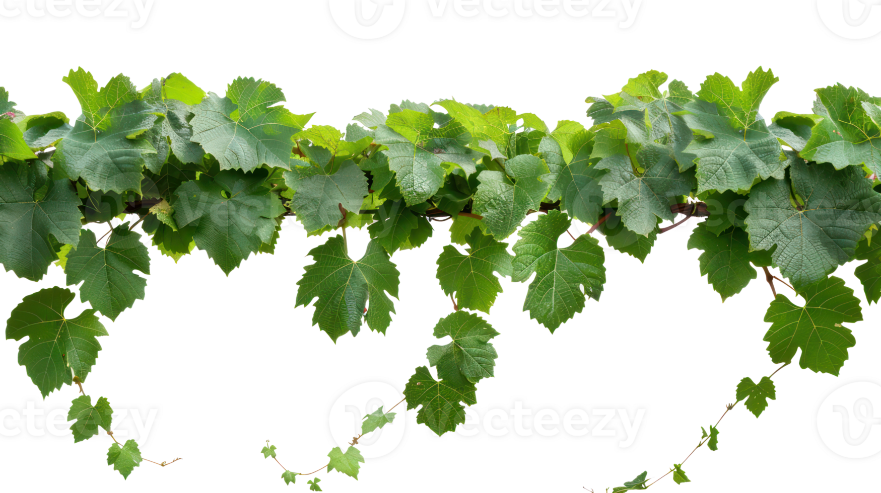 Bush grape vine isolate on transparency background png