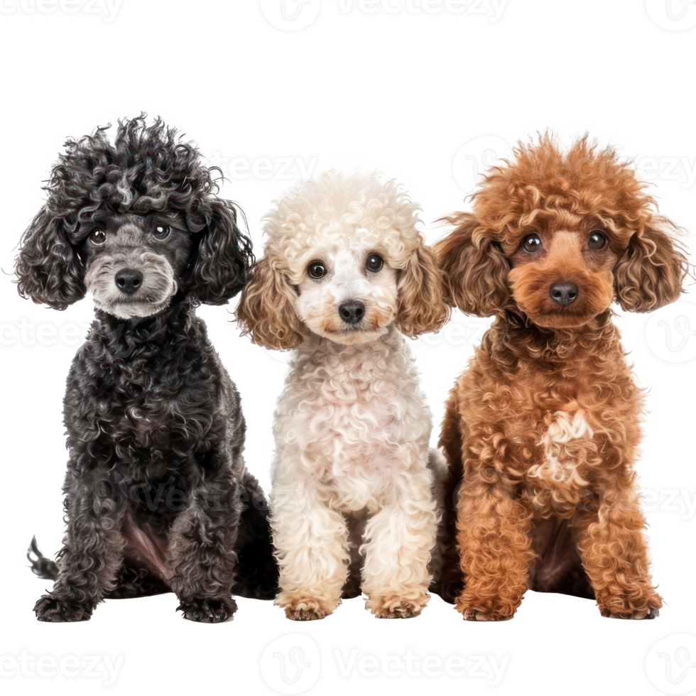 Poodles front view full body isolate on transparency background png