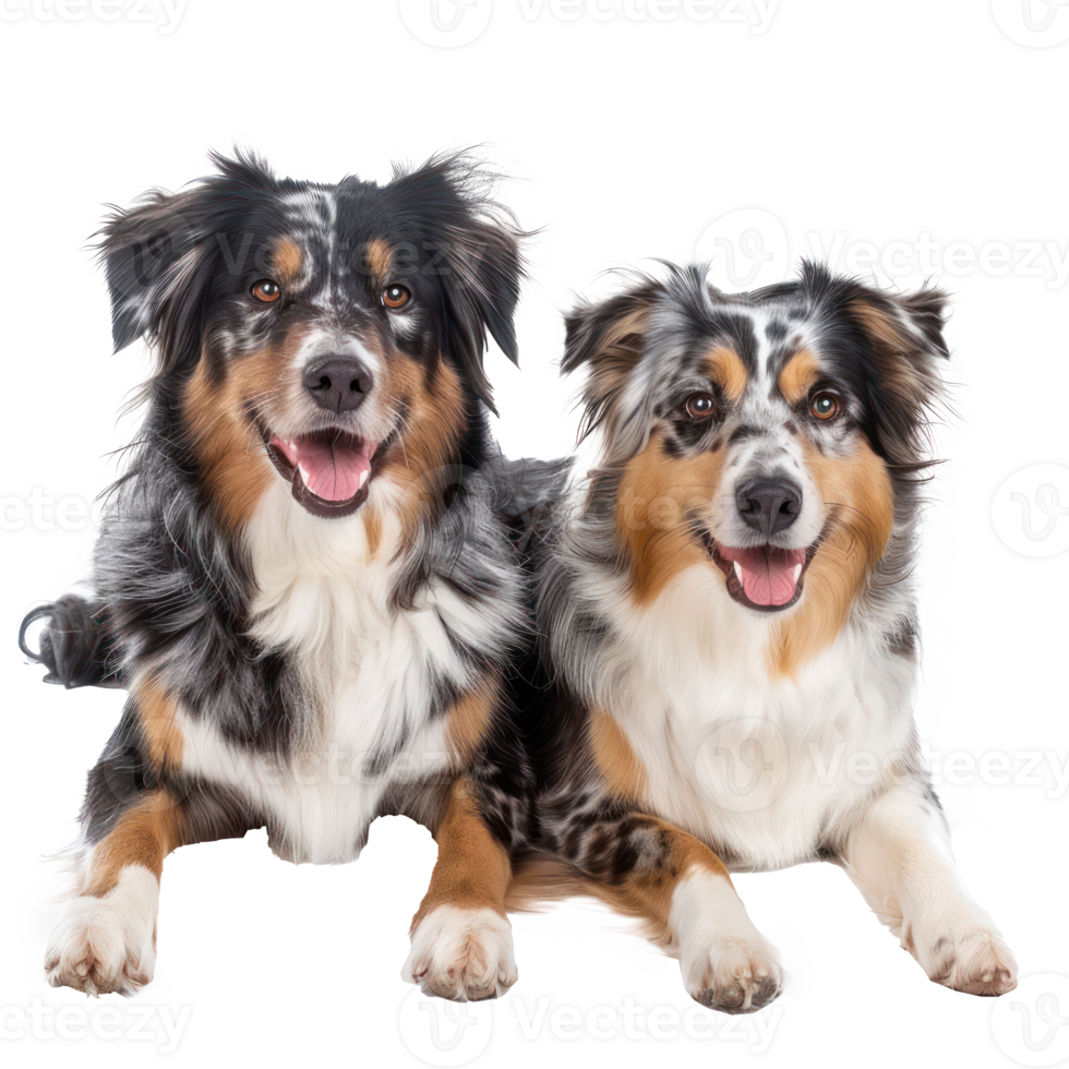 Australian Shepherds front view full body isolate on transparency background png