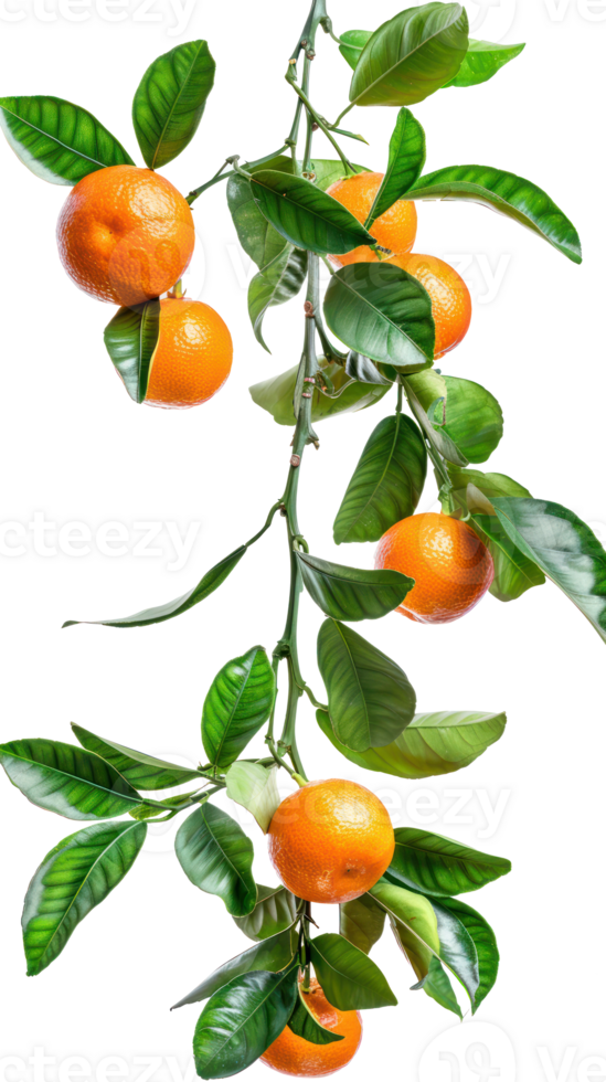 Tangerines on branch isolate on transparency background png