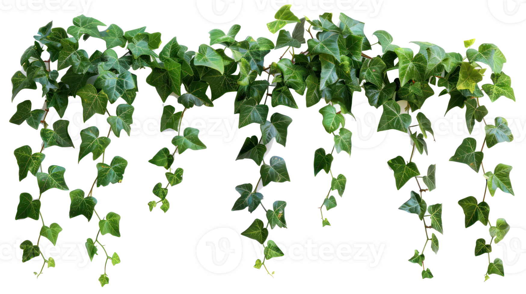 liana ivy plant bush vine isolate on transparency background png