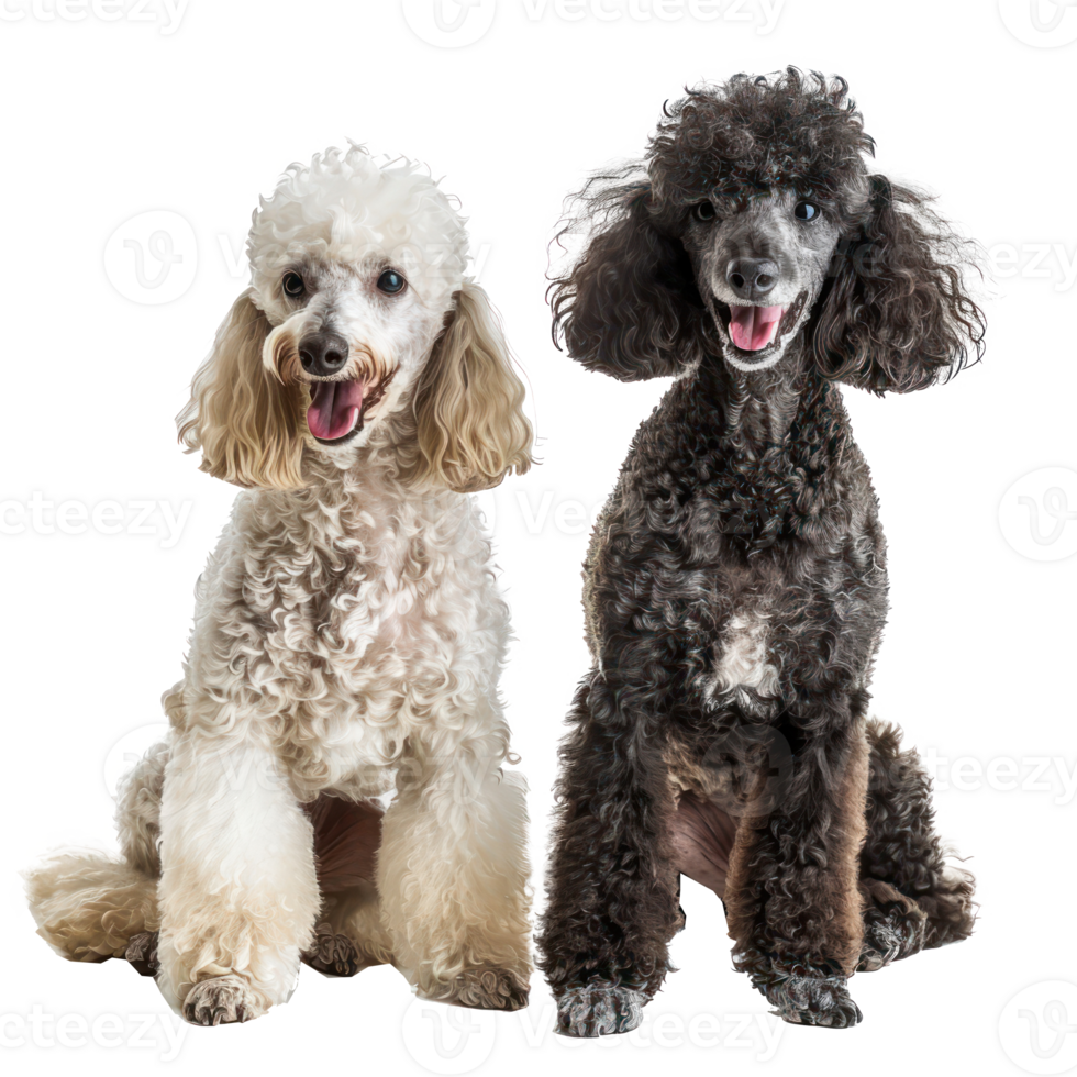 Poodles full body isolate on transparency background png